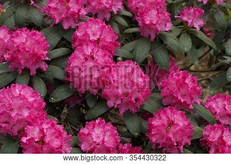 Big Azalea Or Rhododendron In Garden. Season Of Flowering Azaleas (rhododendron) At Botanical Garden