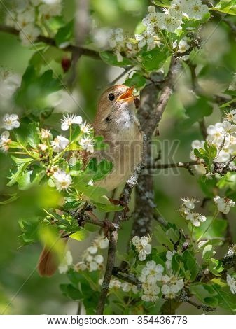 Male Common Nightingale (luscinia Megarhynchos) Sits On A Branch And Sings. Singing Bird Sitting On 