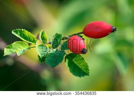 Rosa Canina, Commonly Known As The Dog Rose. The Red Fruit Is Noted For Its High Level Of Vitamin C,