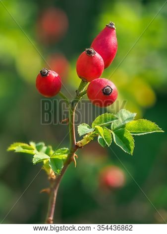 Rosa Canina, Commonly Known As The Dog Rose. The Red Fruit Is Noted For Its High Level Of Vitamin C,