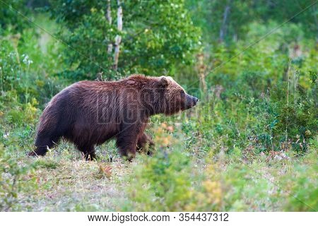 Kamchatka Brown Bear Ursus Arctos Piscator In Natural Habitat, Walks In Summer Forest. Kamchatka Pen