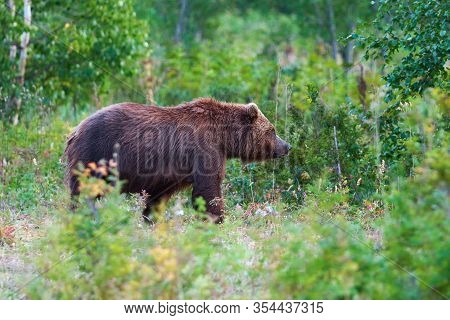 Predator Brown Bear In Natural Habitat, Walking In Summer Woodland. Kamchatka Peninsula - Travel Des