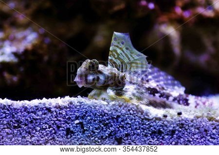 Profile Of Scooter Blenny Fish - (synchiropus Ocellatus)