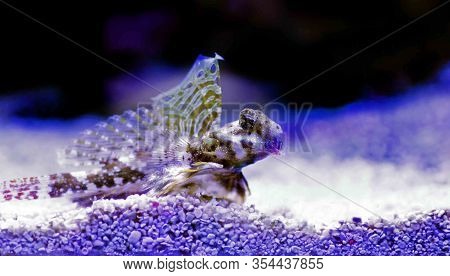 Profile Of Scooter Blenny Fish - (synchiropus Ocellatus)