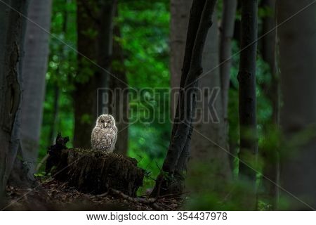 The Ural Owl (strix Uralensis). Young Owl Who Flew From The Nest.