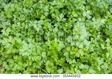 Parsley Plant Growing In The Garden With A Dense Green Covar
