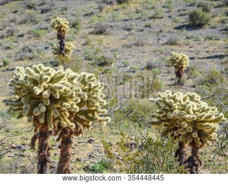 Teddy Bear Cholla Opuntia Bigelovii, At The Black Mountain Range Of Mohave County In The Sonoran Des