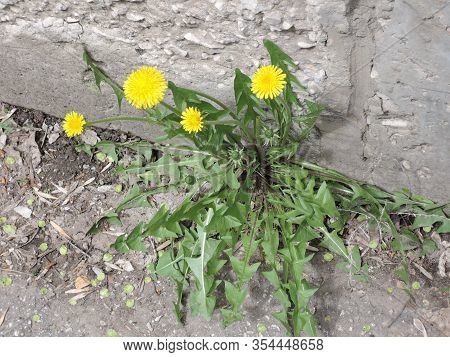Macro Photo Of A Dandelion Plant. Dandelion Plant With A Fluffy Yellow Bud. Yellow Dandelion Flower 