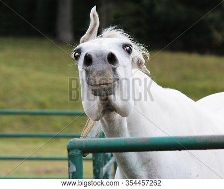 Head Shot Of A White Horse Being Silly