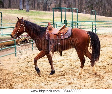 A Brown Saddled Horse Leaving The Arena