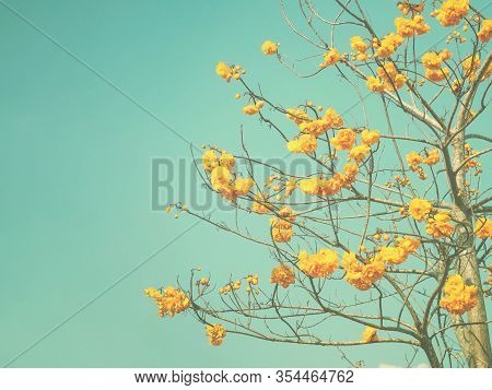 Blooming Yellow Cochlospermum Regium Or Yellow Cotton Flowers Over Clear Blue Sky. Floral Nature Bac