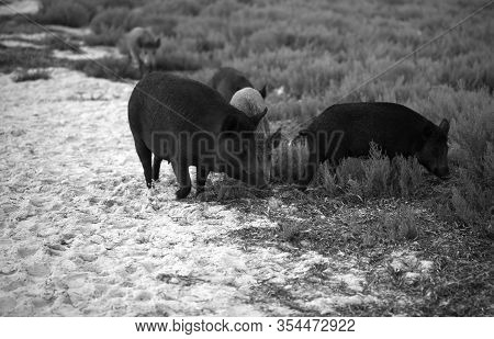 Herd Of Wild Boars Grazing On Sandy Shore At Summer Evening. Black And White Toned Image.