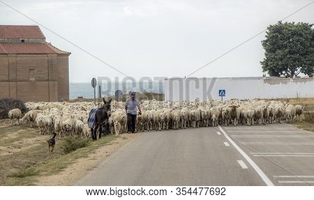Morales De Toro / Zamora, Spain - 28 Sep. 2014: A Sheep Farmer On The Way Home With All His Sheep, H