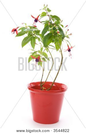 Fiore fucsia