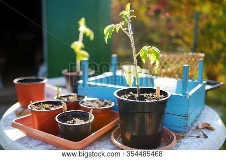 Plastic Pots With Variuos Vegetables Seedlings. Planting Young Seedlings On Spring Day. Gardening.