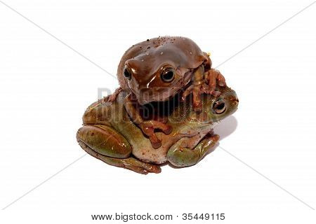 Dumpy Tree Frogs