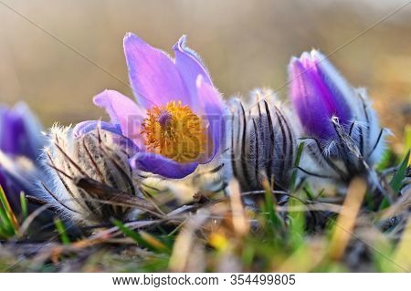 Spring Background With Flowers In Meadow. Pasque Flower (pulsatilla Grandis)