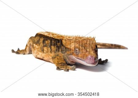 Female Harlequin Crested Gecko Isolated On White Background