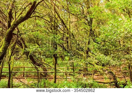 Monteverde Canary Of Laurisilva Composed Of Laurels (laurus Novocanariensis), Vineyards (persea Indi