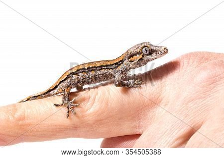 Newborn Gargoyle Gecko Sitting On Finger, Isolated On A White Background