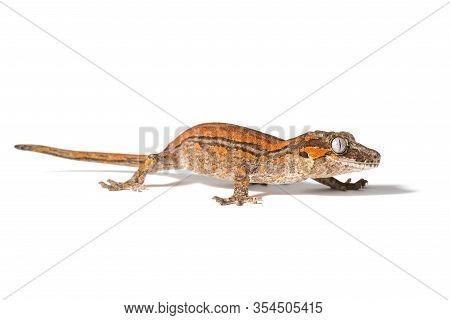 Gargoyle Gecko Isolated On A White Background