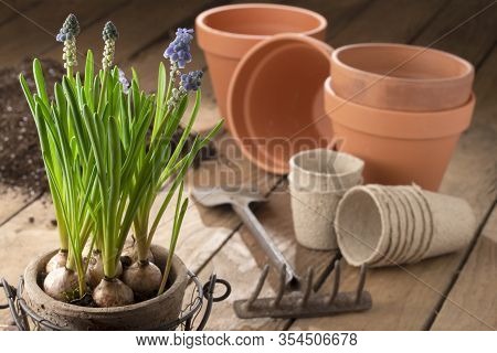 Gardening In Spring - Early Bloomers, Plant Pots And Potting Soil On Wood