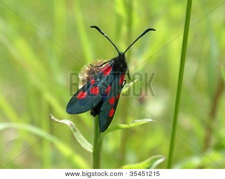 Seks Spot Burnet