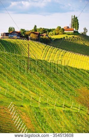 Austria Vineyards Sulztal Leibnitz Area South Styria, Wine Country. Sunny Landscape Of Famous Touris