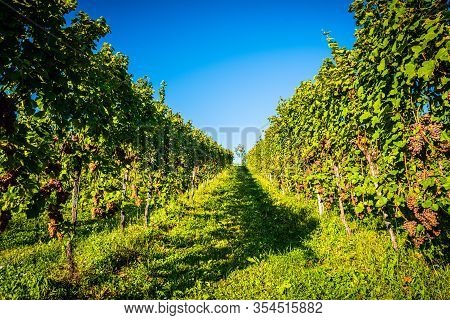 Redgrapes On Vineyard Over Bright Green Background. Grape Plant Rows On Vineyard. Austria, Styria