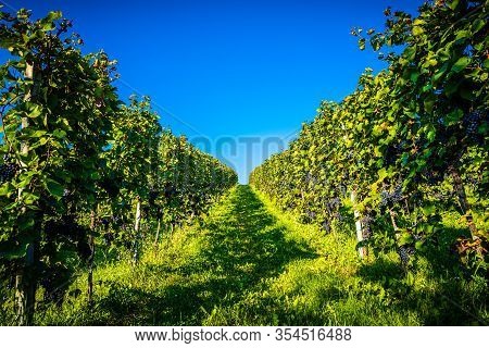 Redgrapes On Vineyard Over Bright Green Background. Grape Plant Rows On Vineyard. Austria, Styria