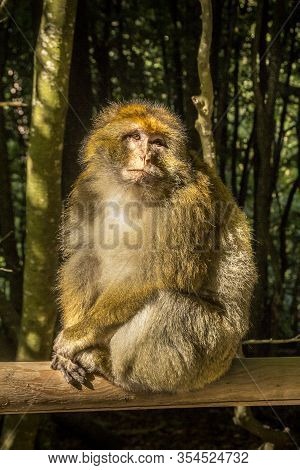 Salem, Germany - 15 Sep. 2015: Barbary Macacque In Enclosure At Affenberg, Near Salem. Baby Macaque