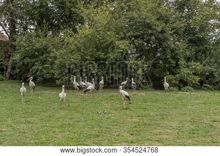 Affenberg Salem, Germany - 11 Sep. 2014: 12 Storks At Affenberg Salem Where There Every Summer Are A