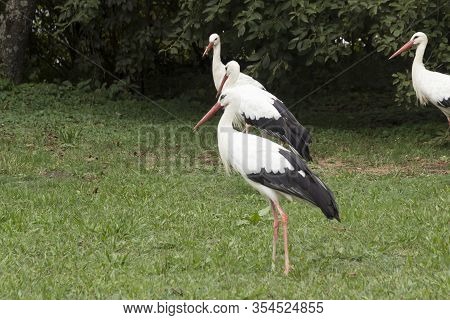 Affenberg Salem, Germany - 11 Sep. 2014: Storks At Affenberg Salem Where There Every Summer Are A Lo