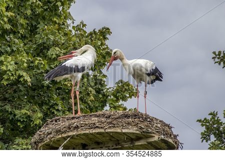 Affenberg Salem, Germany - 11 Sep. 2014: Storks At Affenberg Salem Where There Every Summer Are A Lo