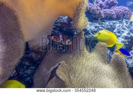 Colorful Coral Reef Scenery With Lots Of Different Corals, Sea Anemones And Fishes