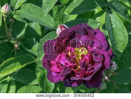 Rosa Gallica Officinalis Known As Gallic, French Or Apothecarys Rose, Rose Of Provins And Red Rose O