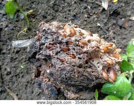 Rotten Soursop (annona Muricata L.) In The Nature Background