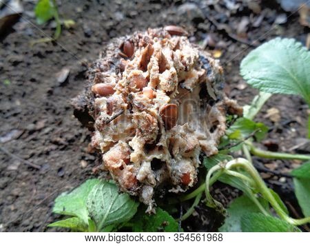 Rotten Soursop (annona Muricata L.) In The Nature Background