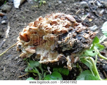 Rotten Soursop (annona Muricata L.) In The Nature Background