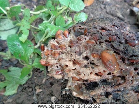 Rotten Soursop (annona Muricata L.) In The Nature Background