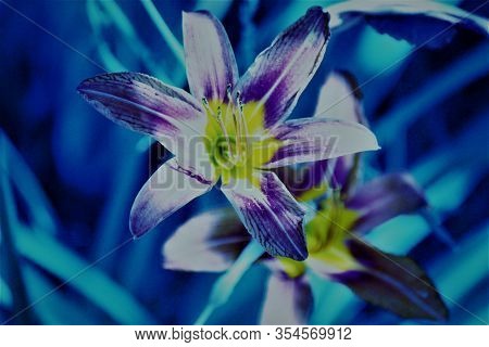 Blue, Yellow, Purple And Teal Picture Of A Flower