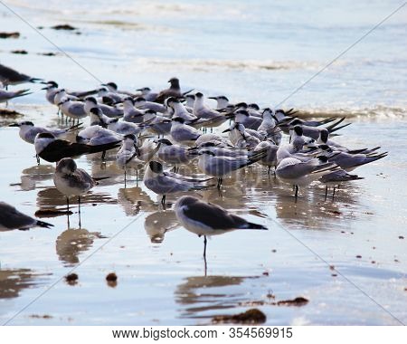 Sea Gulls At The Ocean Waters Edge