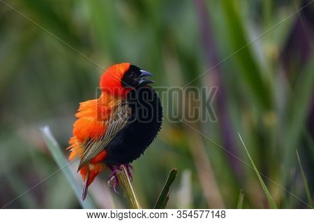 The Southern Red Bishop Or Red Bishop (euplectes Orix) Sitting On The Branch With Green Background. 
