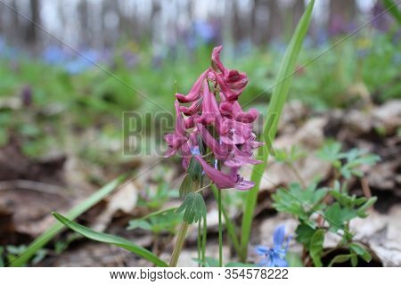 A Single Purple Crested Flower Blooms In The Light Forest In The Spring