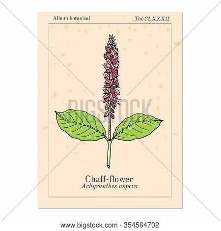 Chaff-flower Achyranthes Aspera , Or Prickly Chaff Flower, Devil Horsewhip, Medicinal Plant. Hand Dr
