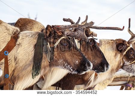 The Extreme North, Yamal Peninsula,   Reindeer In Tundra , Deer Harness With Reindeer, Pasture Of Ne