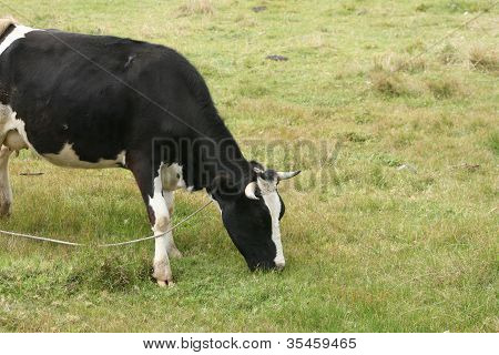 Bir mera çim yeme Holstein inek