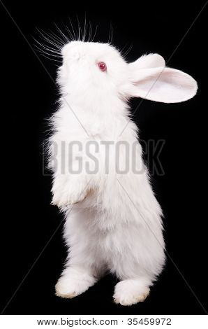 White Rabbit på svart bakgrund