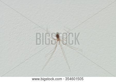 Phoolcus Hanging From The Roof In The Room Corner Photomacrograph