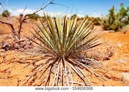 Harriman Yucca Plant In Utah Moab Desert Close-up Over Dry Soil